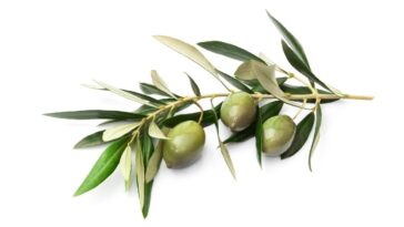 Como usar o chá de oliveira