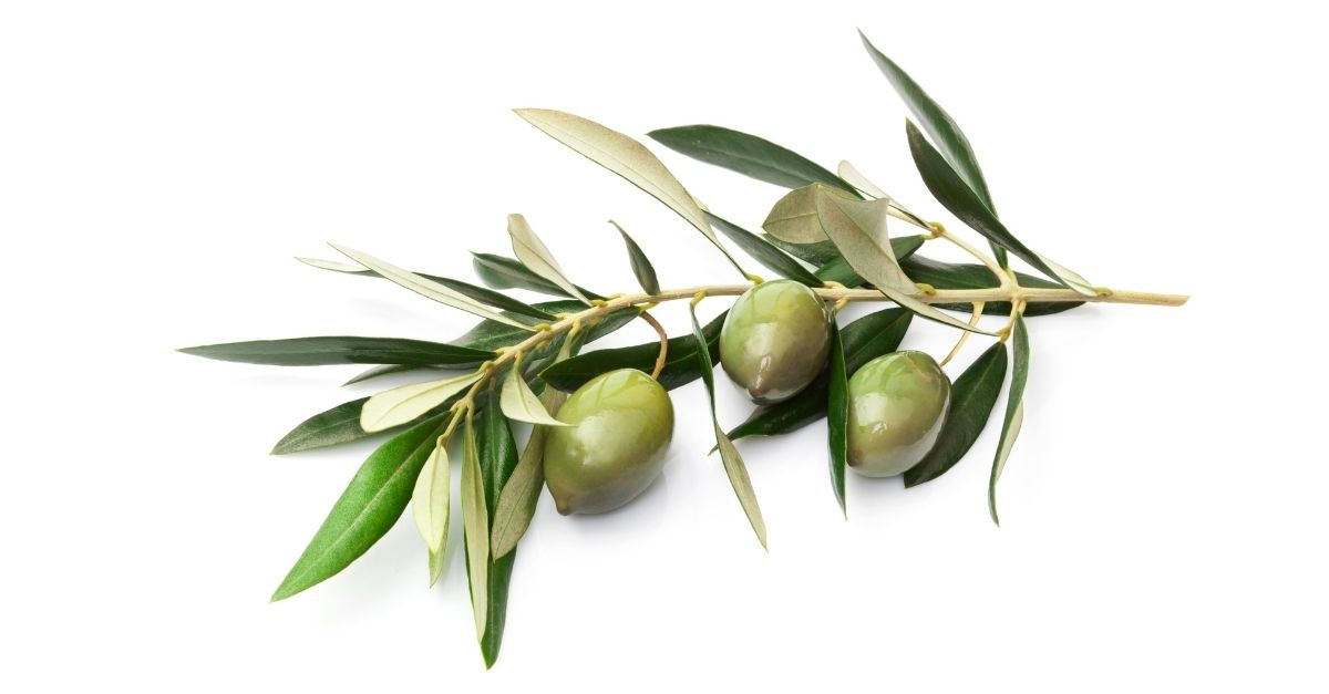 Como usar o chá de oliveira