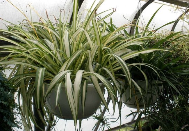 plantas de sombra Chlorophytum-comosum