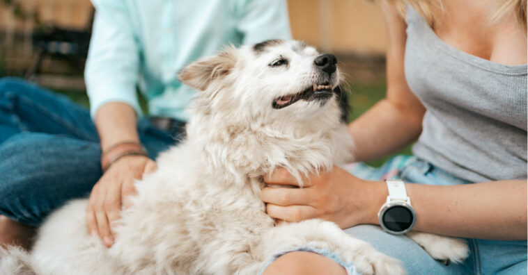 Coisas que você faz e seu cachorro não gosta