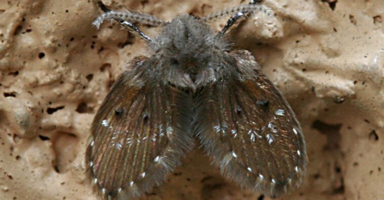 Como acabar com os mosquitinhos de banheiro