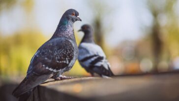 Como afastar os pombos e evitar que façam ninho na casa