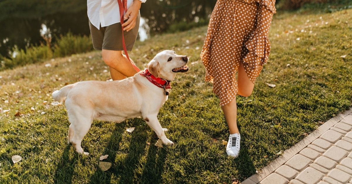 Como aumentar a imunidade dos cachorros