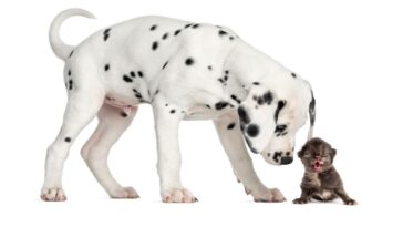 Como criar um filhote mais sociável