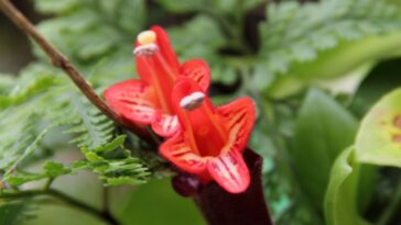 cuidados com as columeias