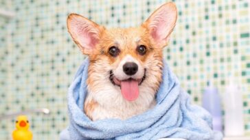 Como dar banho em cachorro que não gosta de água