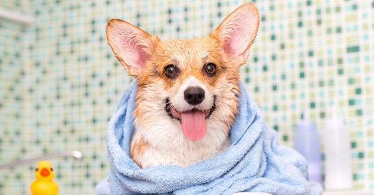 Como dar banho em cachorro que não gosta de água