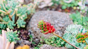 Como deixar suas suculentas mais coloridas