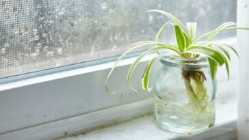 Como enraizar plantas na água pra fazer mudas