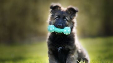 Como ensinar o nome ao cachorro