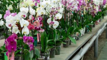 Como escolher o vaso certo para as orquídeas