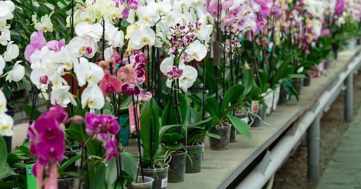 Como escolher o vaso certo para as orquídeas