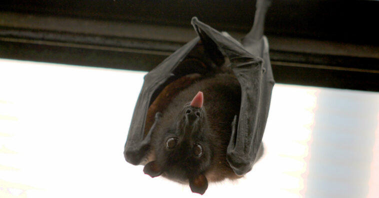Como espantar morcegos