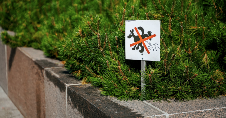 Como evitar que cachorro faça xixi no seu portão