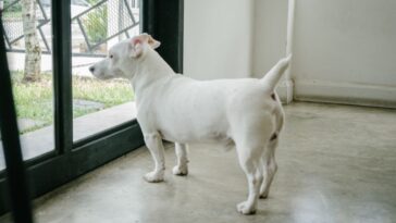 Como evitar que o cachorro fuja todas as vezes que você abre o portão