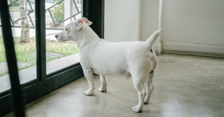 Como evitar que o cachorro fuja todas as vezes que você abre o portão