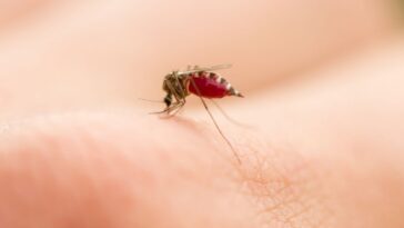 Como fazer apanha-mosquito caseiro