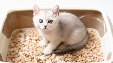 Como fazer areia para gatos caseira