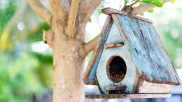 Como fazer casa de passarinho