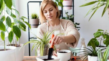 Como fazer jardim de inverno