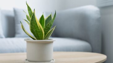 fazer mudas de espada-de-são-jorge