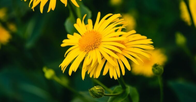 Como fazer óleo e pomada de arnica