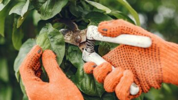 Como fazer poda nas plantas