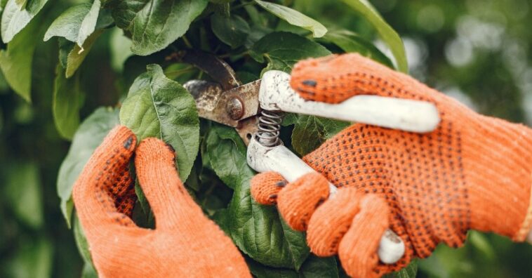 Como fazer poda nas plantas