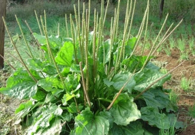 pomada caseira de tanchagem