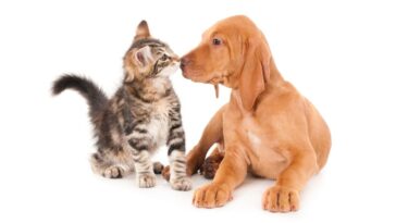 Como fortalecer ossos dos animais