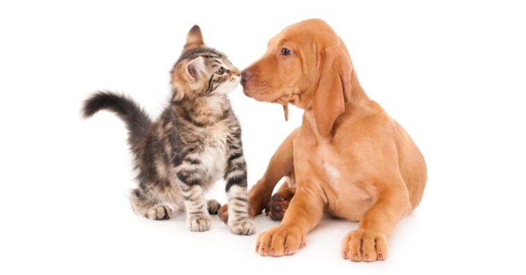 Como fortalecer ossos dos animais