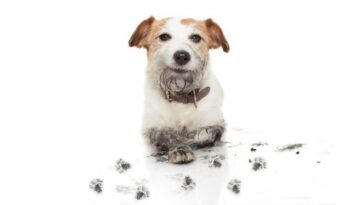 Como mudar o comportamento de um pet rebelde