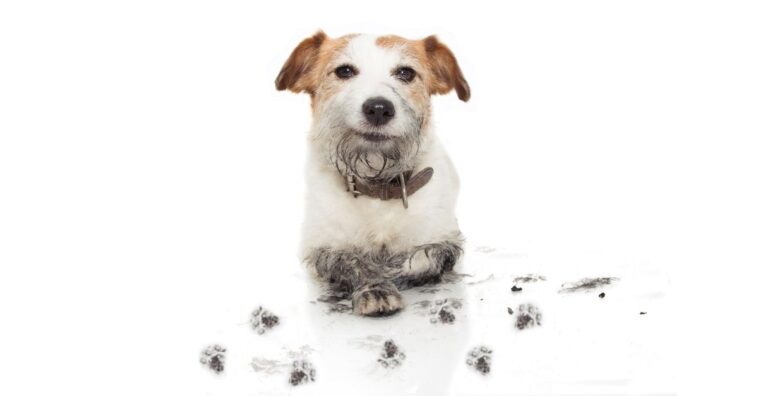 Como mudar o comportamento de um pet rebelde