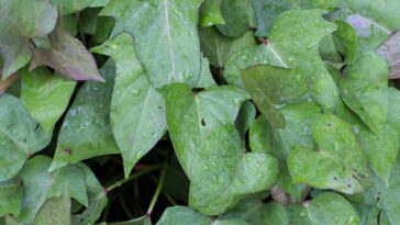 Como plantar batata-doce para decorar a casa
