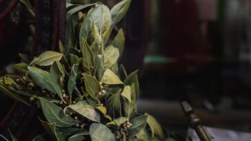 dicas para plantar louro em vaso