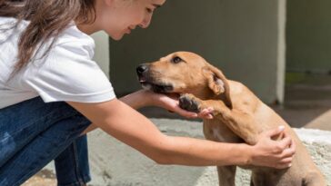 Como resgatar cachorro abandonado