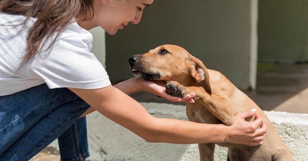 Como resgatar cachorro abandonado