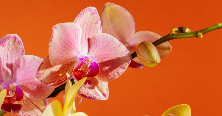 Como saber se a orquídea está mesmo morta