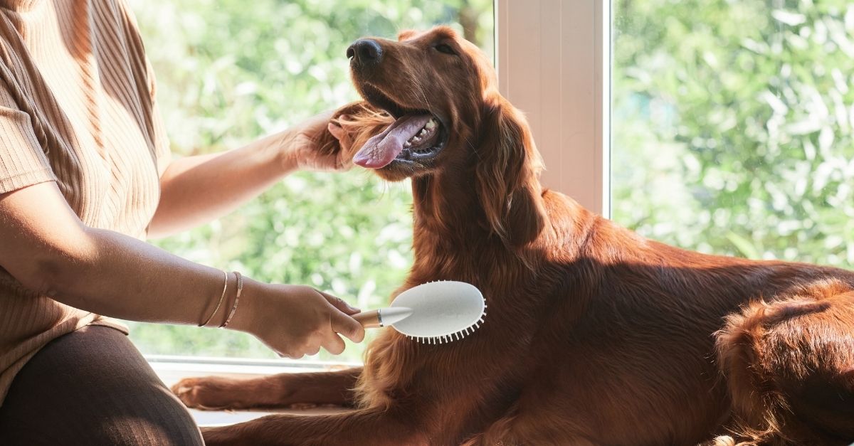 Como tirar nó de pelo de cachorro