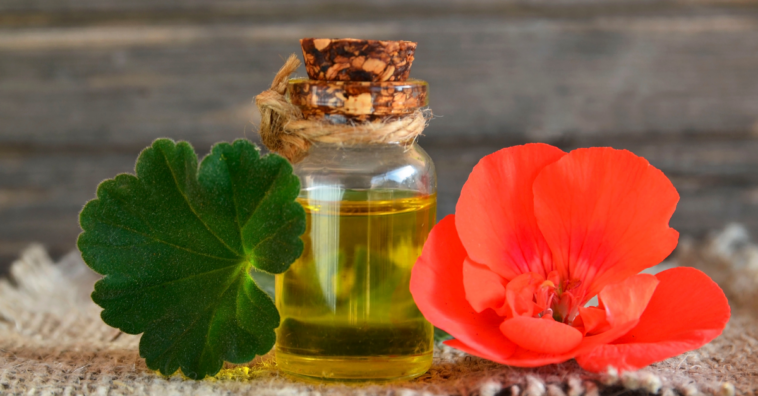 Como usar o óleo de gerânio