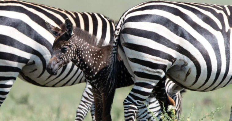 Conheça a zebra que tem bolinhas brancas em vez de listras