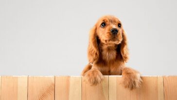 cachorro que come fezes