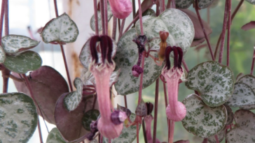 Corações-emaranhados como cuidar