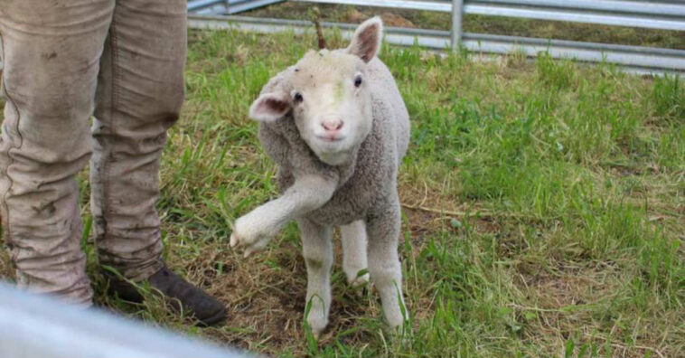 Cordeirinho nasce com perna extra