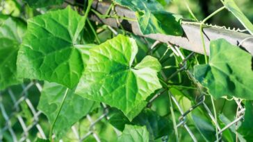 Cortina vegetal com plantas