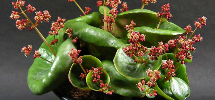 plantas exóticas Crassula umbella