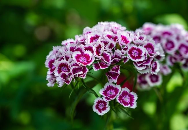 Flores comestíveis para bolo cravina