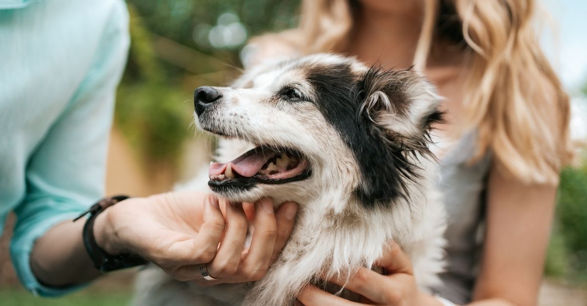 Cuidados com cachorro idoso
