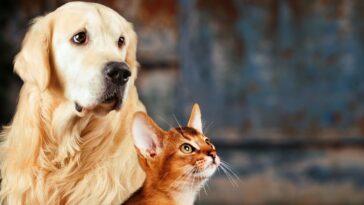 Cuidados com produtos de limpeza para quem tem pet em casa