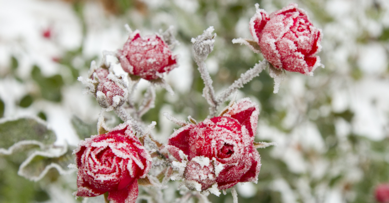 cuidados com as plantas no inverno